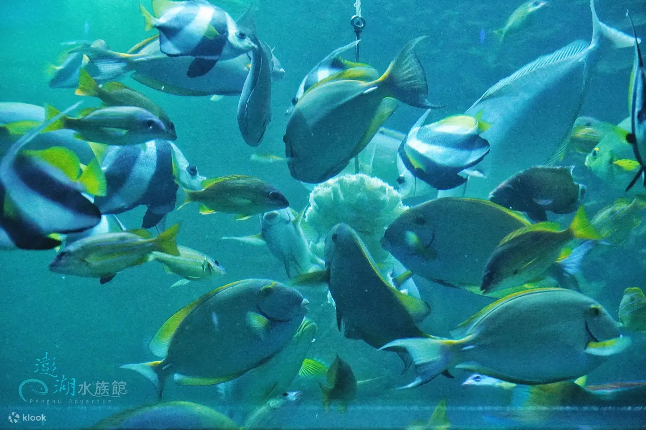 礁岩池‧魚魚啄菜球秀