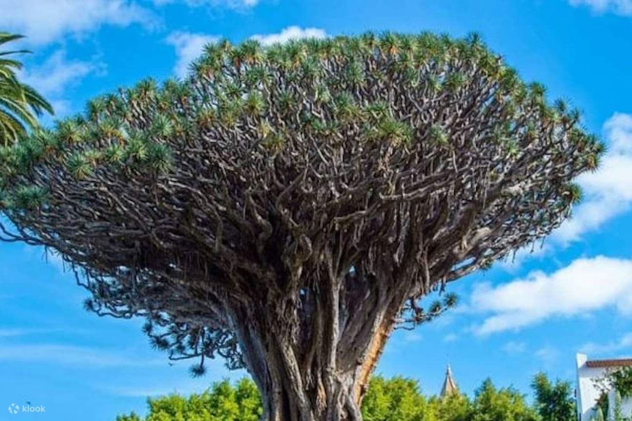 Marvel at the ancient Tenerife Dragon Tree, a natural wonder over 800 years old