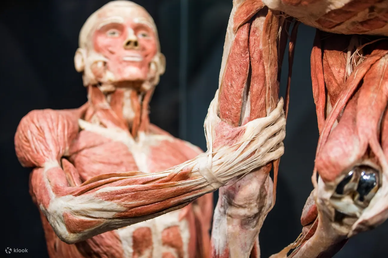 Body Worlds 阿姆斯特丹在线预订