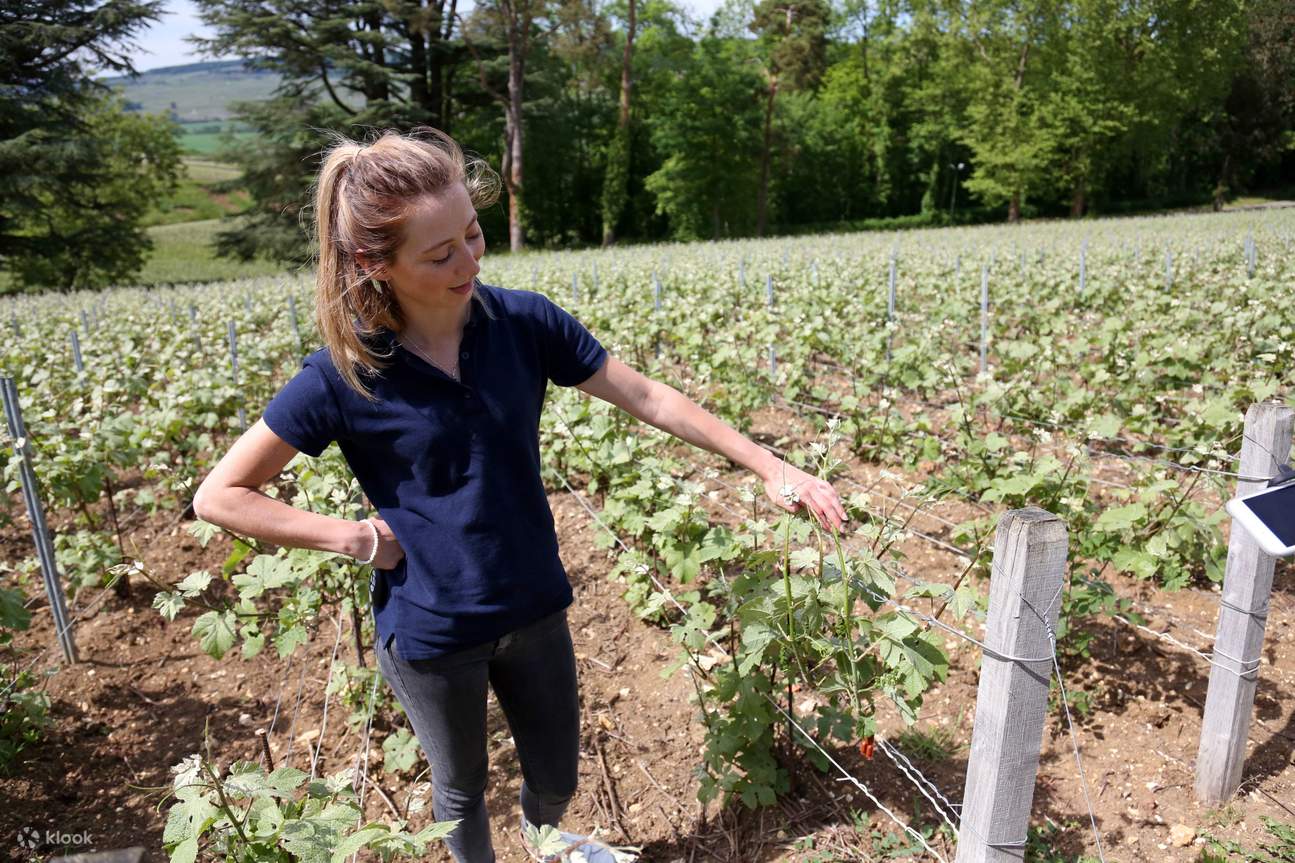 Champagne Tour with Lunch and Tasting from Paris Klook Singapore
