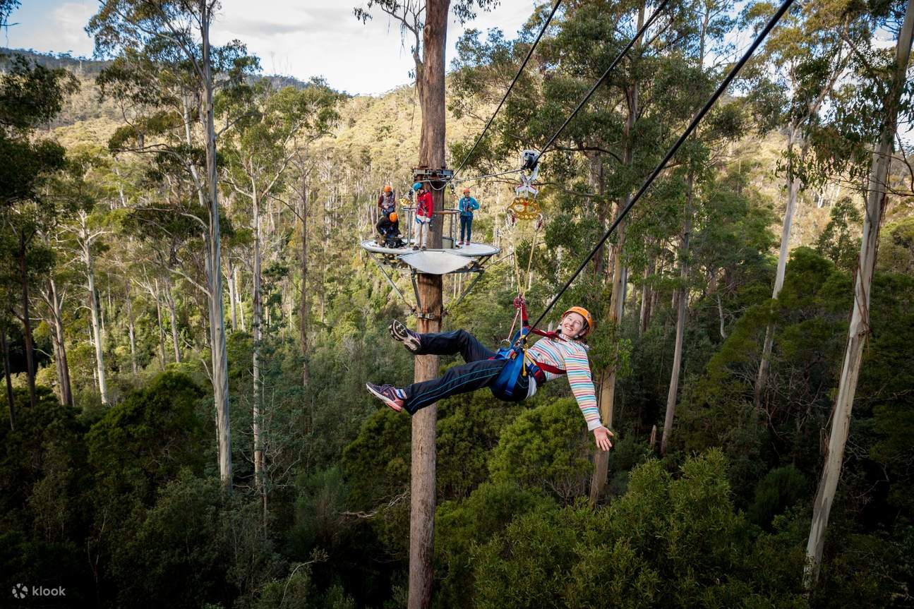 Hollybank Wilderness Adventures In Launceston Klook hollybank-wilderness-adventures-in-launceston-klook