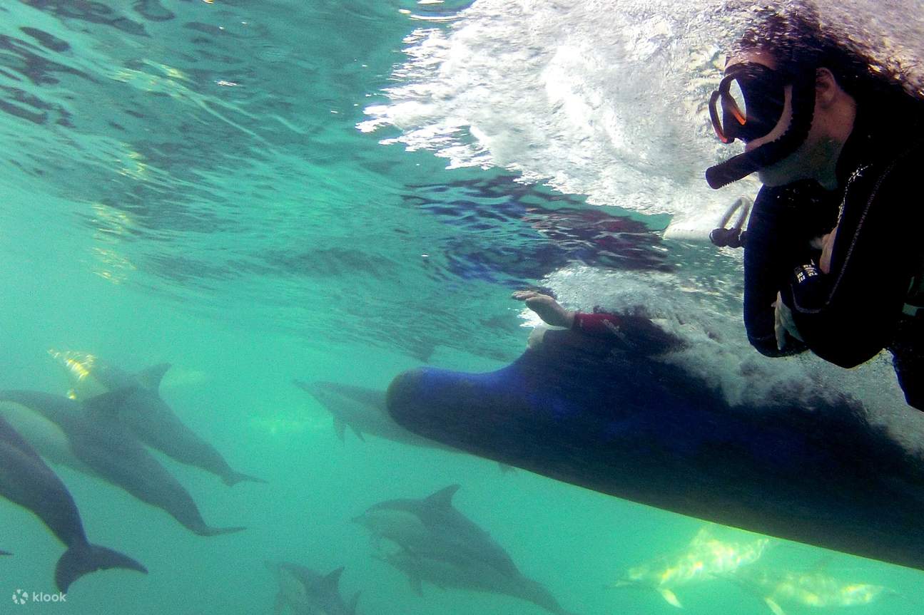 수중에서 돌고래 관찰하기