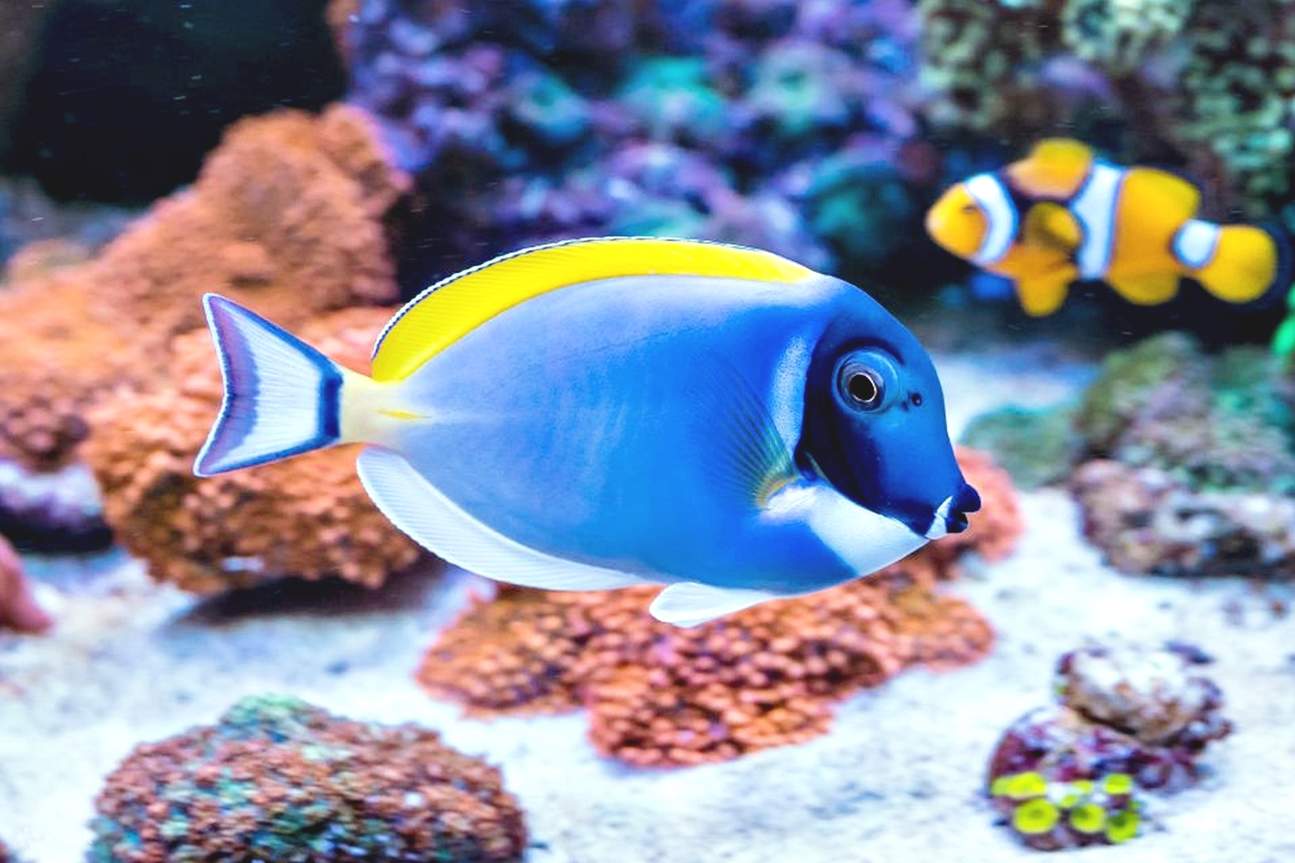 Sahl Hasheesh: Diving or Snorkeling Boat Trip with Lunch