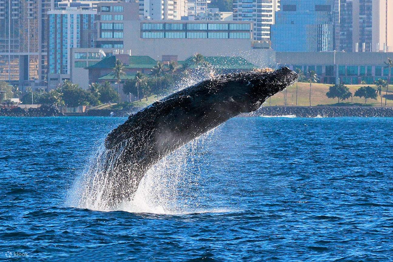 Waikiki Whale Watching Cruise in Hawaii Klook