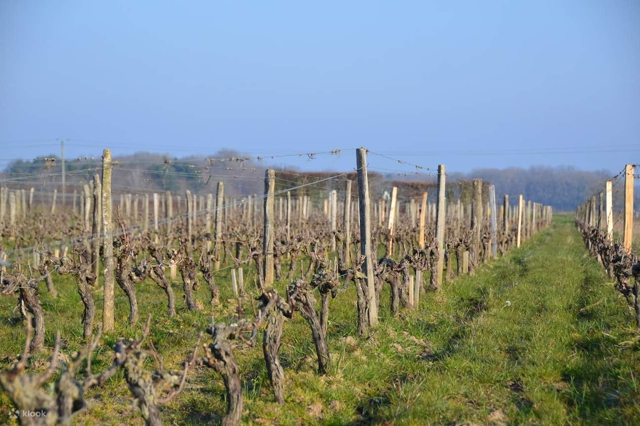 ไร่องุ่น