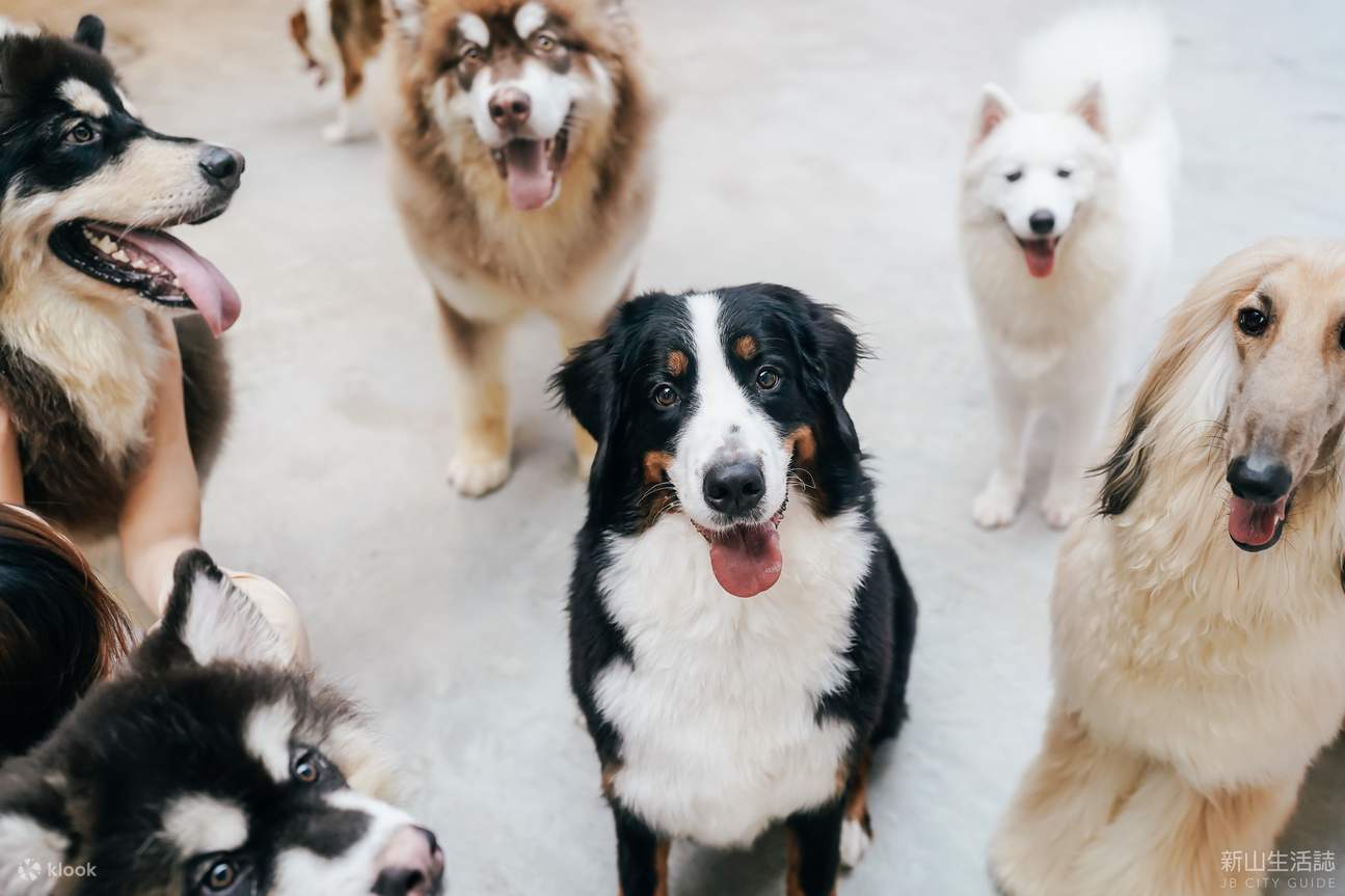 HOME Di Tales of Paws