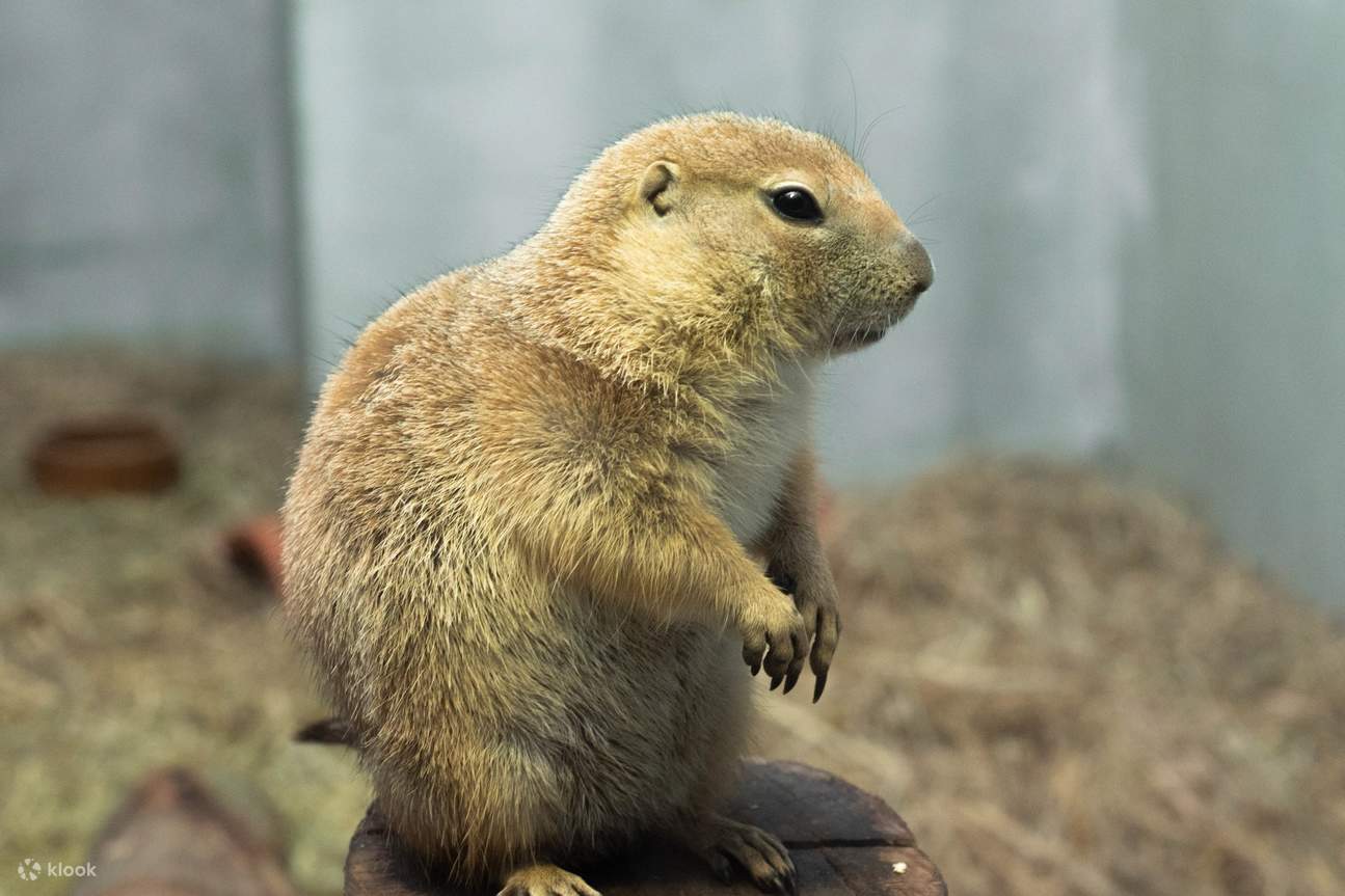 Biglietto Just Farm by Just Pets Megastore