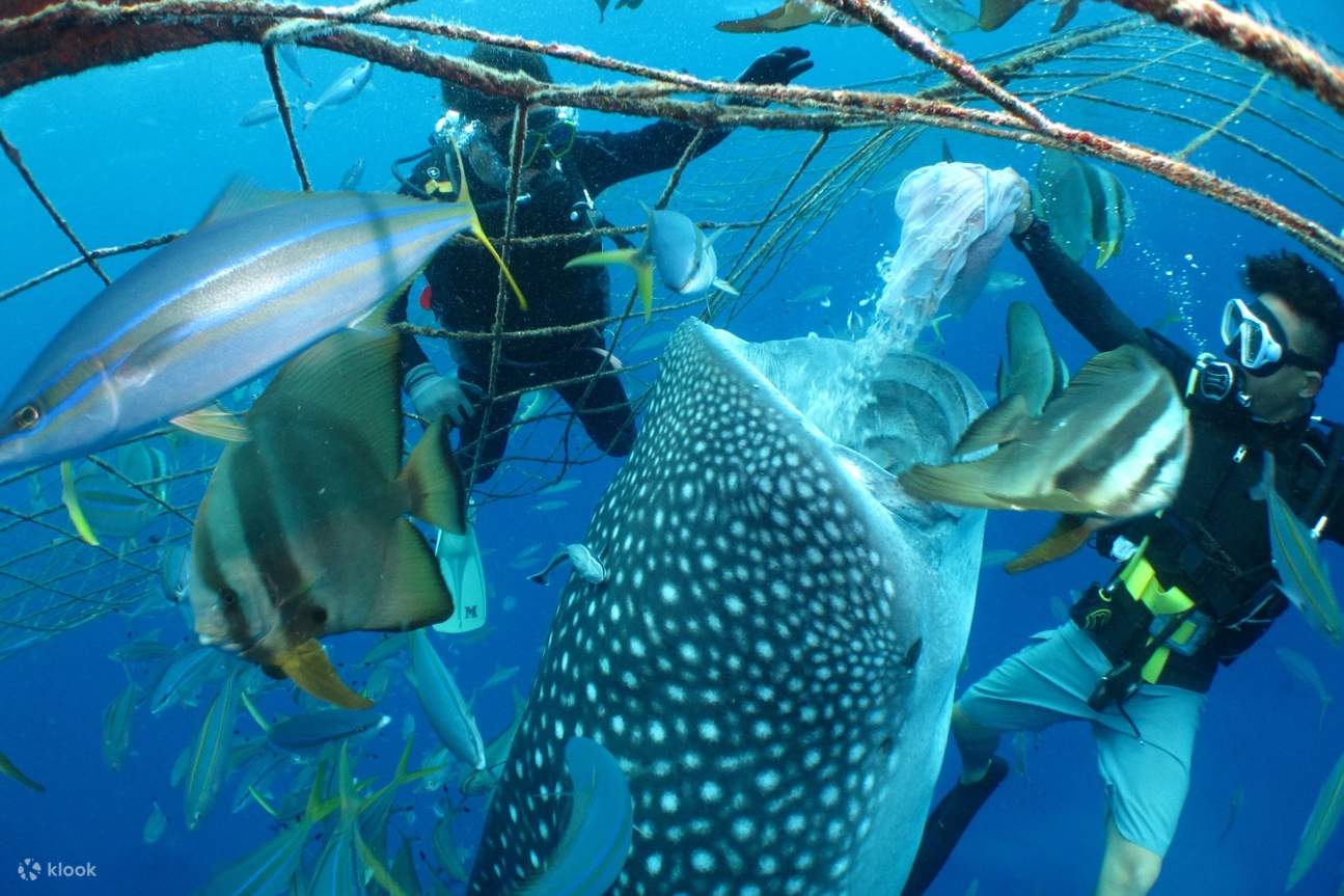 Lặn ngắm cá mập voi/Snorkeling ở đảo chính Okinawa