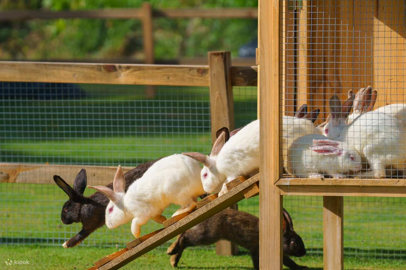One of the highlights of the mini-farm at The Florest is the presence of adorable bunnies, which visitors can delight in observing and even feeding as they roam freely within the picturesque natural setting.