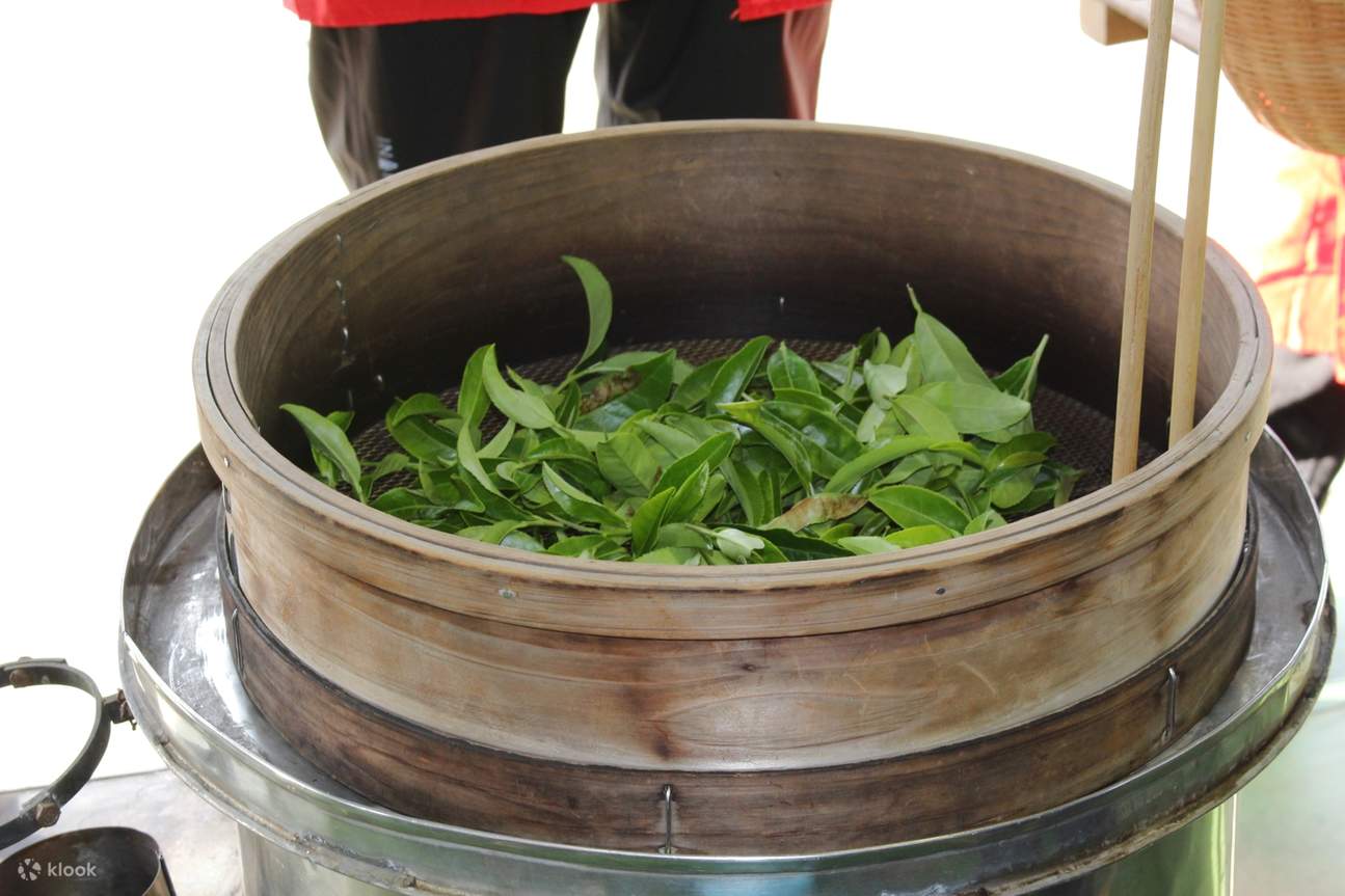 SHIZUOKA Private Tea Farm Katsumata Tea - Klook United States