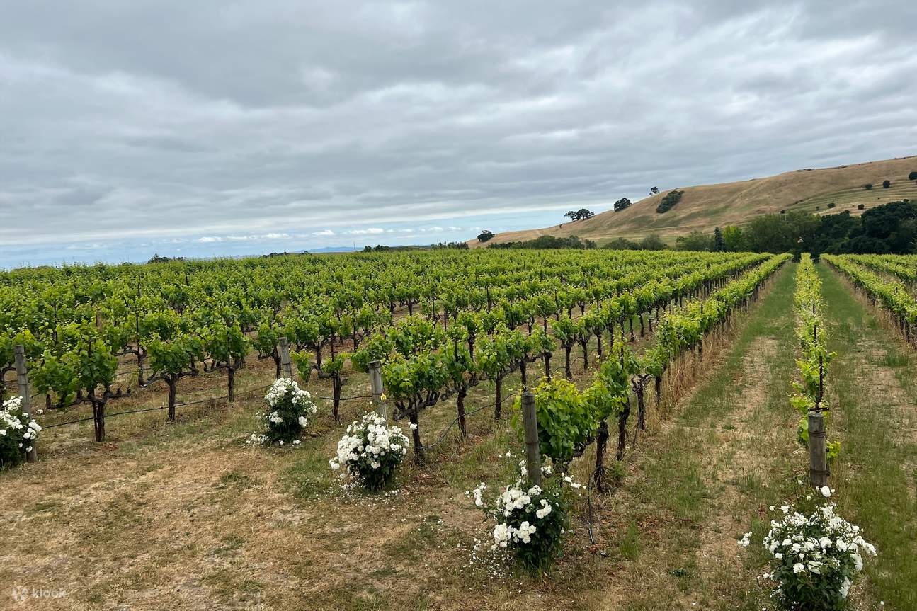 Muir Woods, Sausalito, and Wine Tour from San Francisco Klook