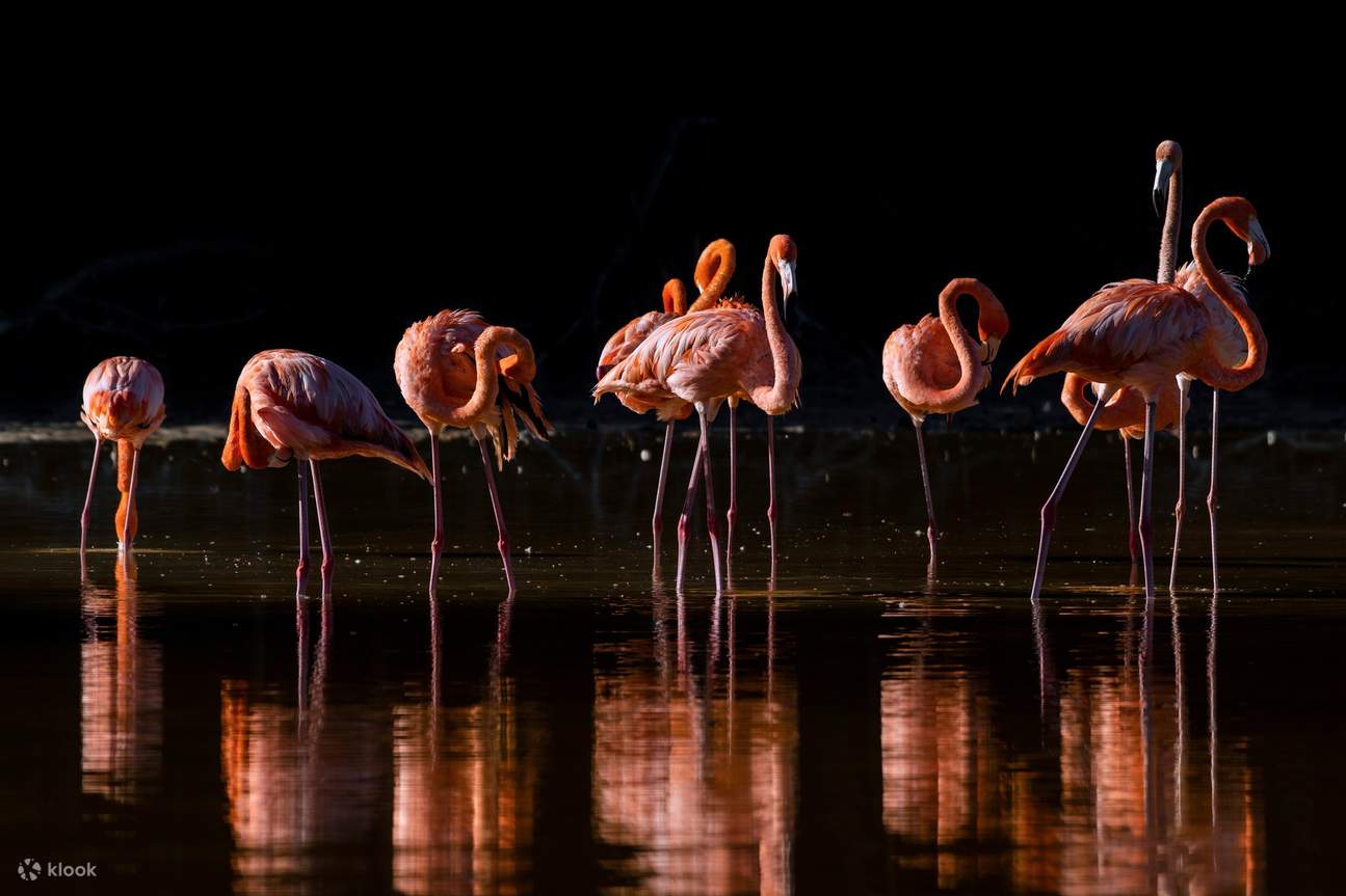 ฝูงนกฟลามิงโกสีสันสดใสโบยบินขึ้นสู่ท้องฟ้า เผยให้เห็นความงดงามของสัตว์ป่าชายฝั่งทะเลแห่งเซเลสตัน