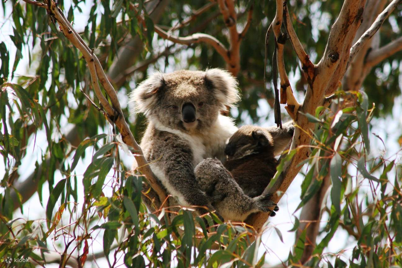 Phillip Island Nature Park Combo Pass Klook