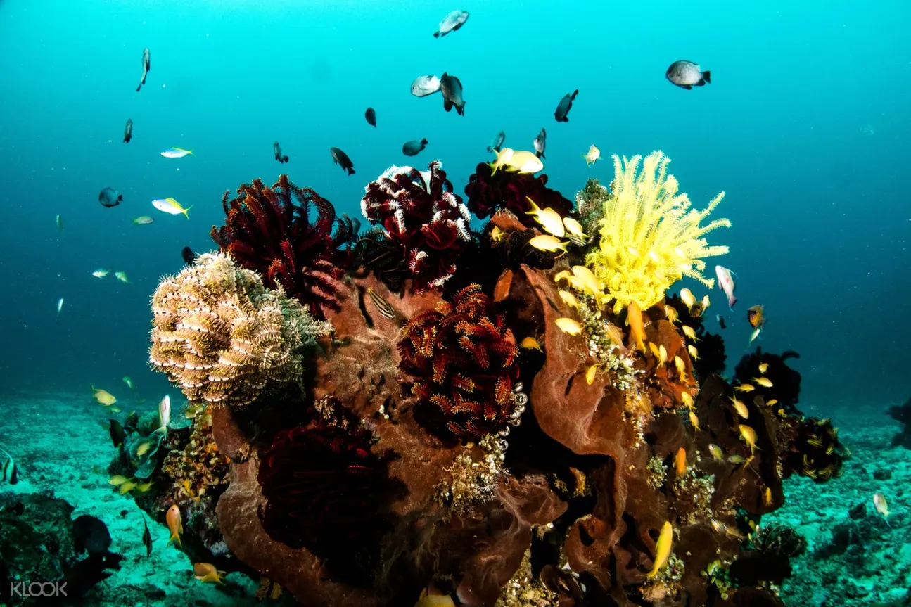 Discover Scuba Diving in Boracay - Klook Philippines