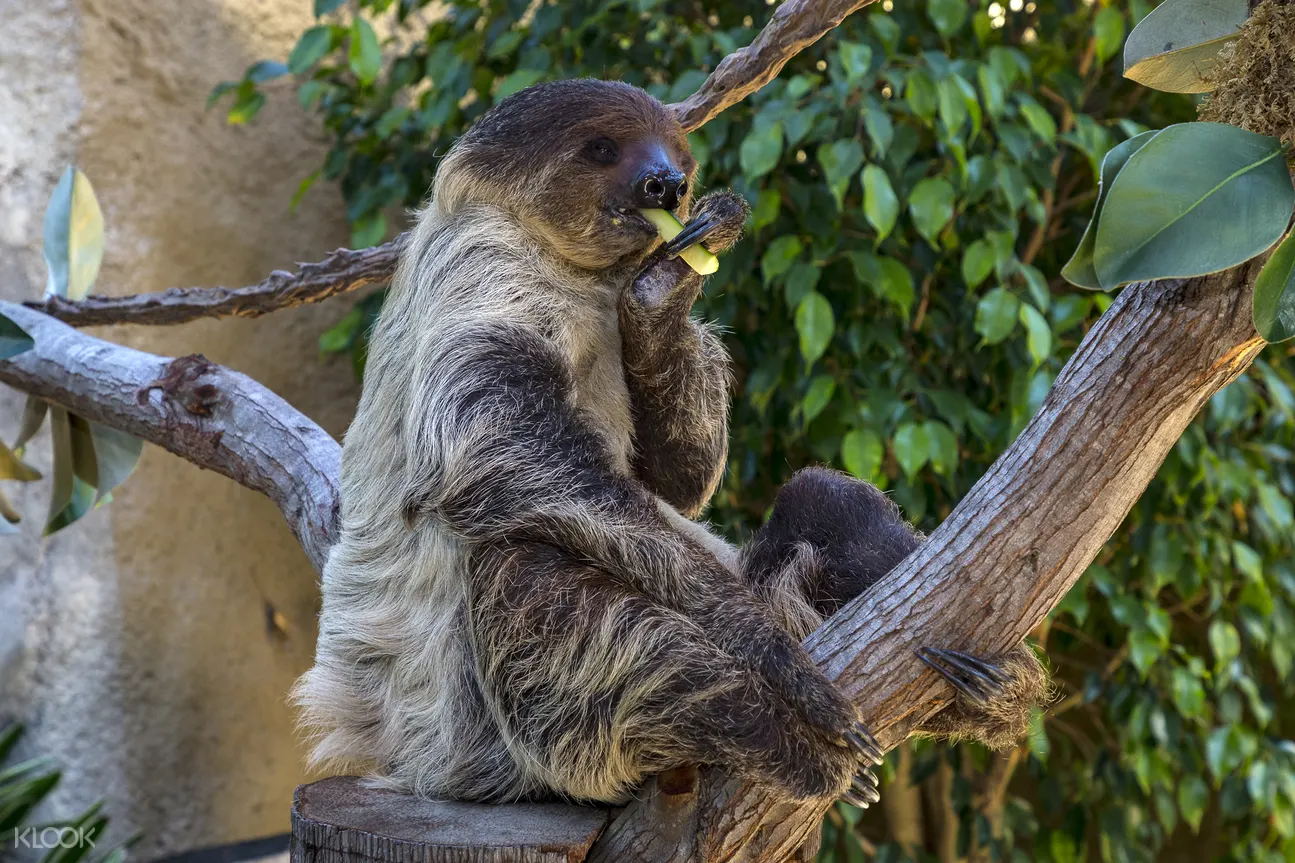 San Diego Zoo Ticket Klook Us