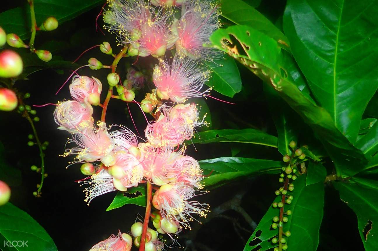 Sagaribana Watching by SUP or Canoe in Iriomote Island in the Early