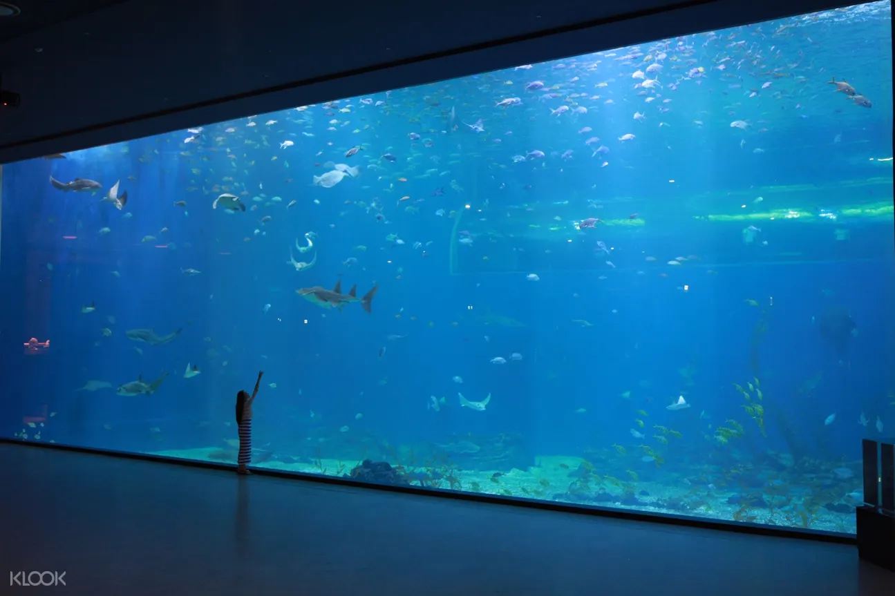 济州岛aqua Planet水族馆 Klook客路中国 济州岛aqua Planet水族馆 Klook客路中国