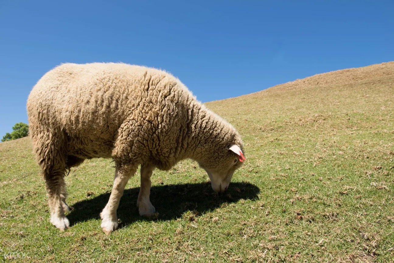 清境台中接送,清境台北接送,清境台中機場接送,清境台中高鐵接送,清境桃園機場接送