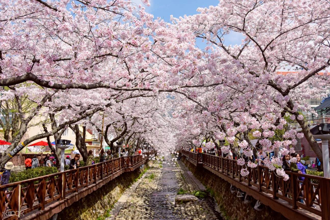 Private Sightseeing Charter Trip for Jinhae Cherry Blossom Festival