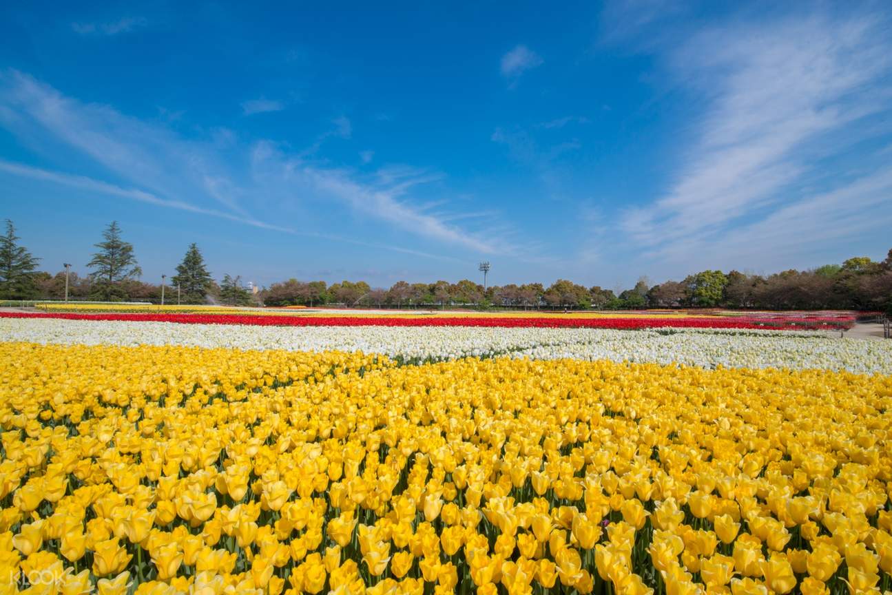 Nabana no Sato: Winter Illumination Ticket in Kuwana - Klook Malaysia