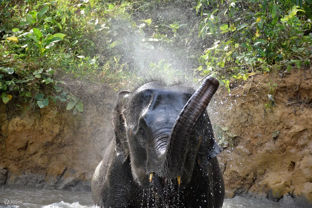 Krabi Elephant Care House with Huay Tho Waterfall