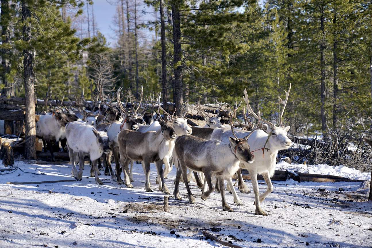 10D9N Reindeer Expedition in Northern Mongolia - 클룩 Klook 한국