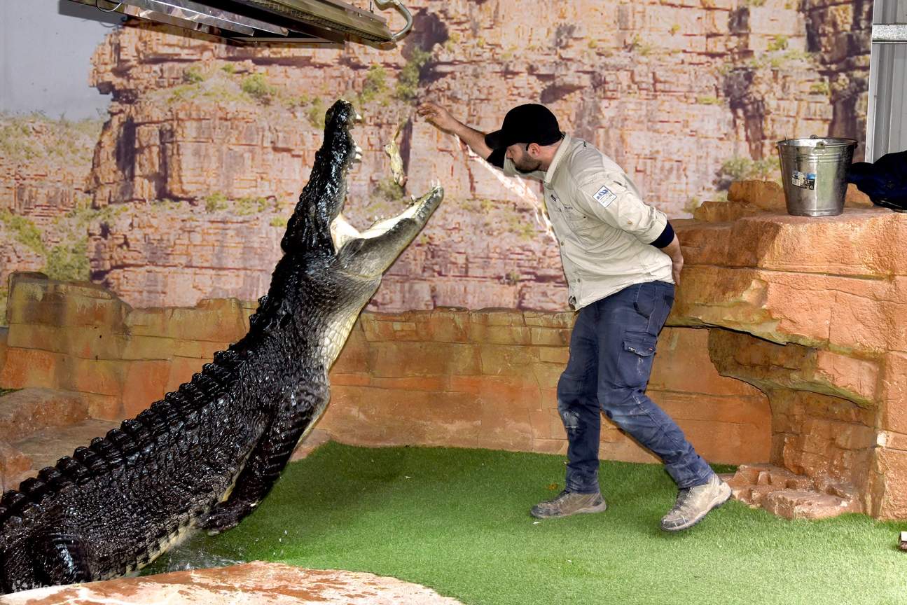 ‚CRUNCH‘ das Super-Krokodil-Futter