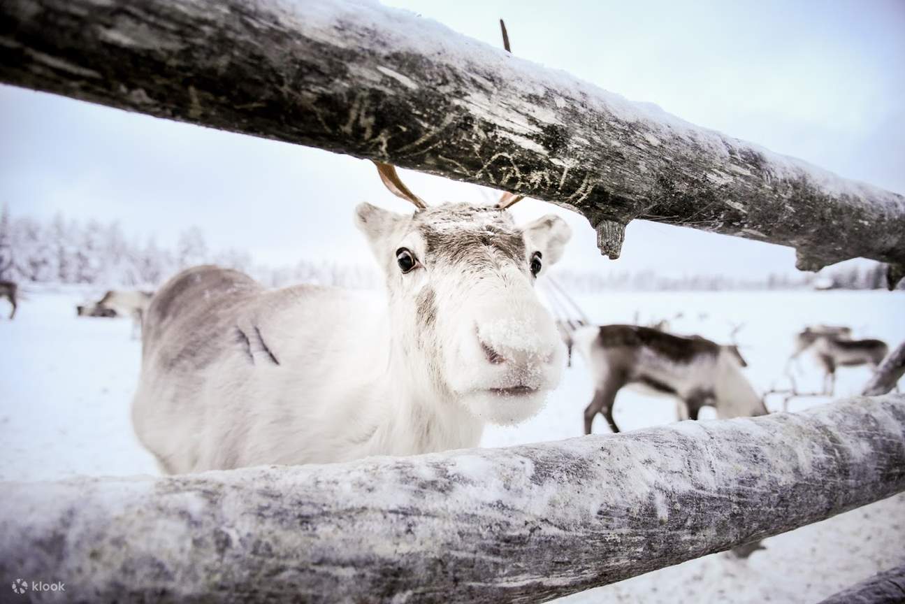 Authentic Reindeer Farm Visit