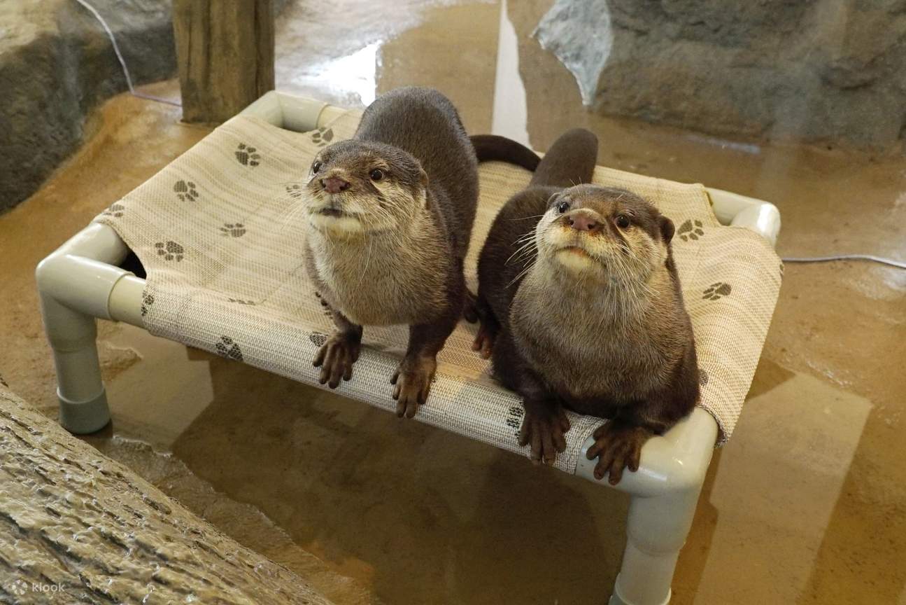 아시아 작은발톱수달