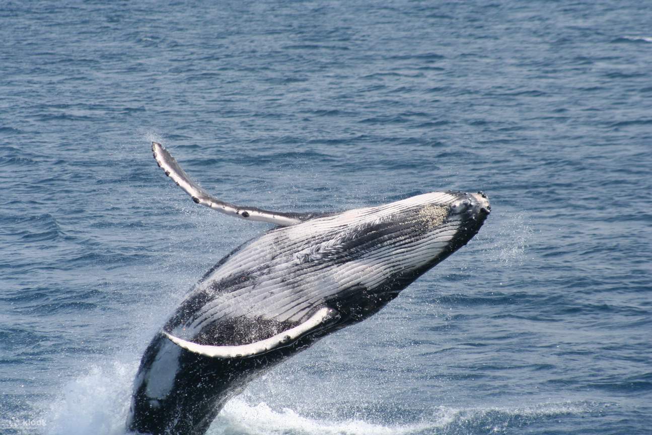 Observez des baleines à bosse majestueuses fendre l'horizon de Brisbane lors de notre excursion inoubliable.
