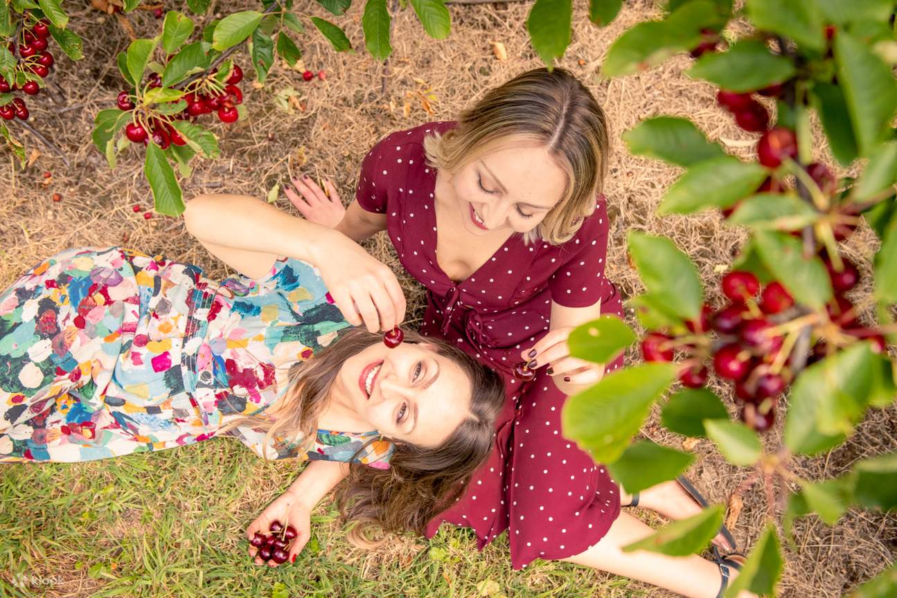Eat fresh cherries direct from the tree