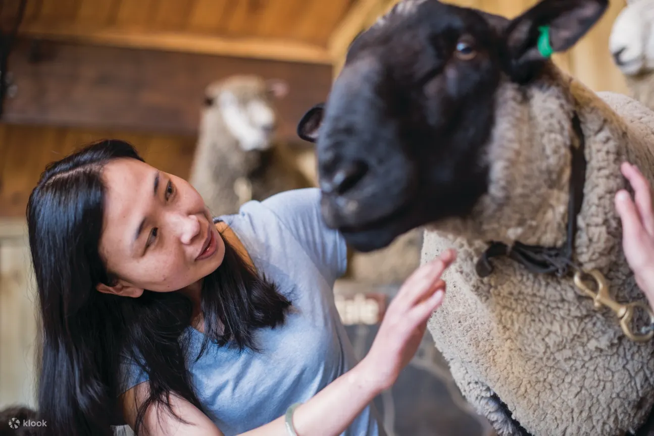 罗托鲁瓦 Agrodome 农场秀及旅游门票