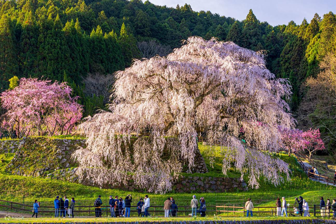 【7/4までSALE】【PSA10】 CHERRY BLOSSOM 040 R Cherry Blossom Tour From Osaka: Nara Park, Tsubosakadera & Matabei
