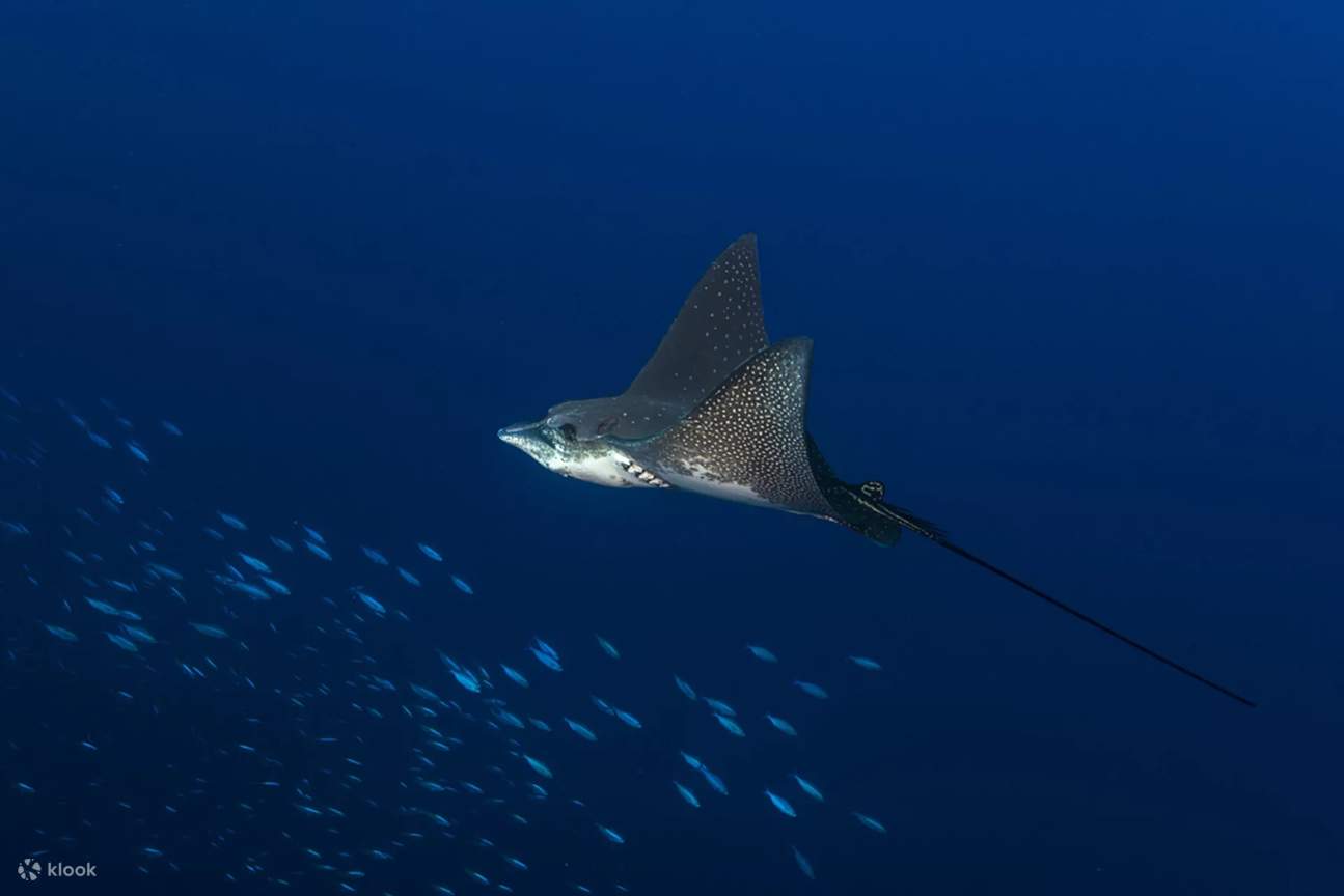 Encounter the graceful beauty of eagle rays gliding through the crystal-clear waters surrounding Danjugan Island, a mesmerizing sight that embodies the untouched majesty of marine life.