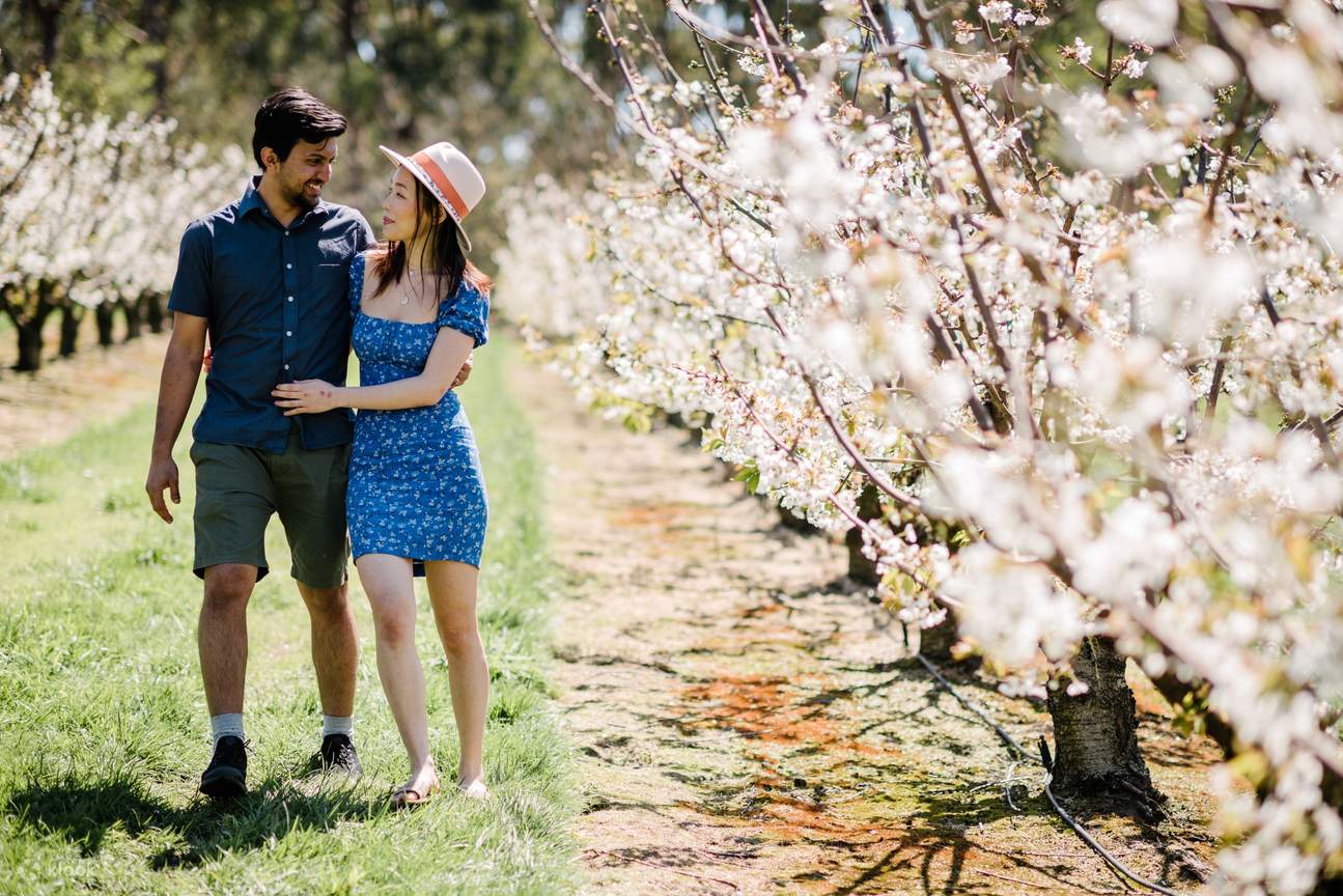 Pesta Cherry Blossom di CherryHill Orchards