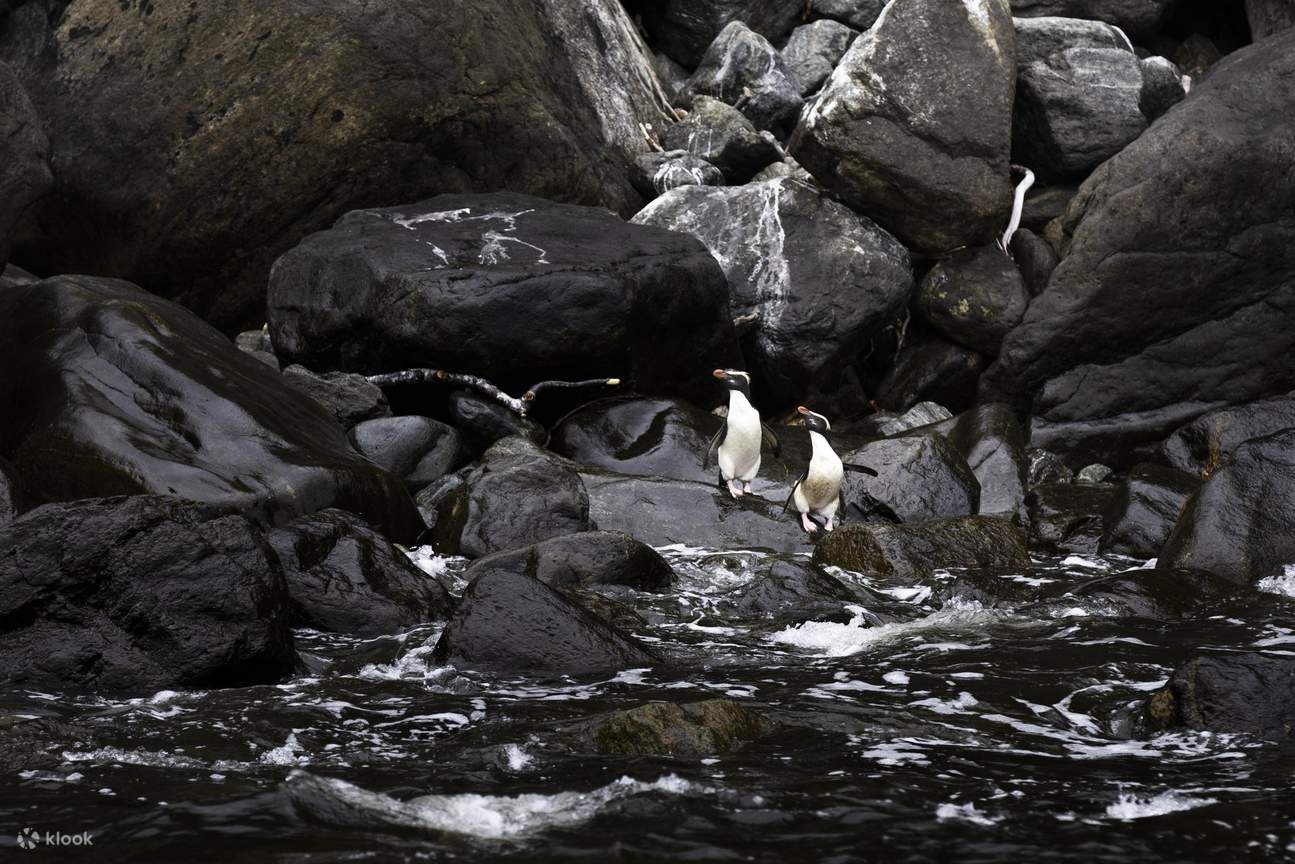 Milford Sound Clase Business - RealNZ/Altitude Tours