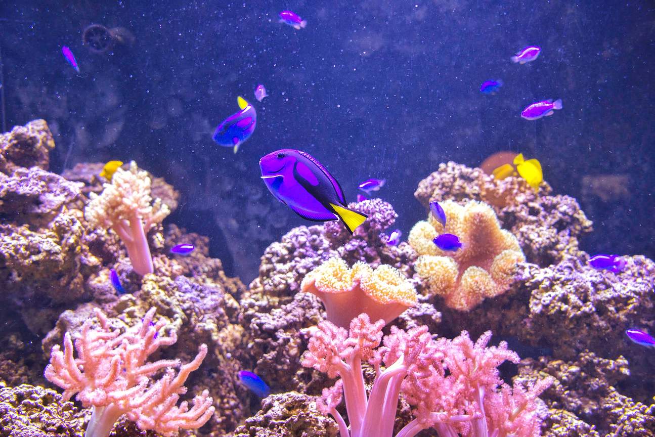 В поисках Дори - Acanthurus chirurgus