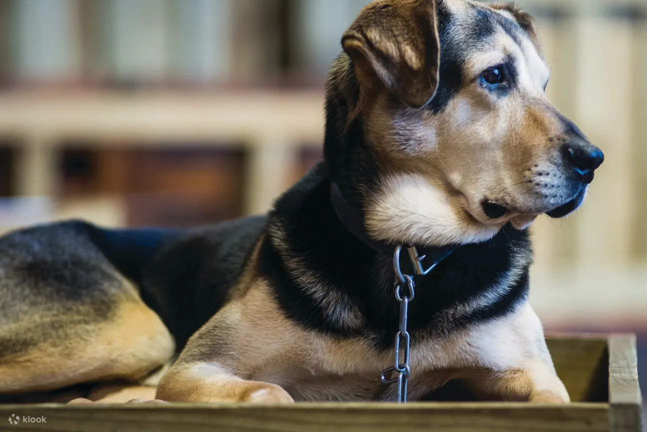 牧羊犬 agrodome 罗托鲁瓦