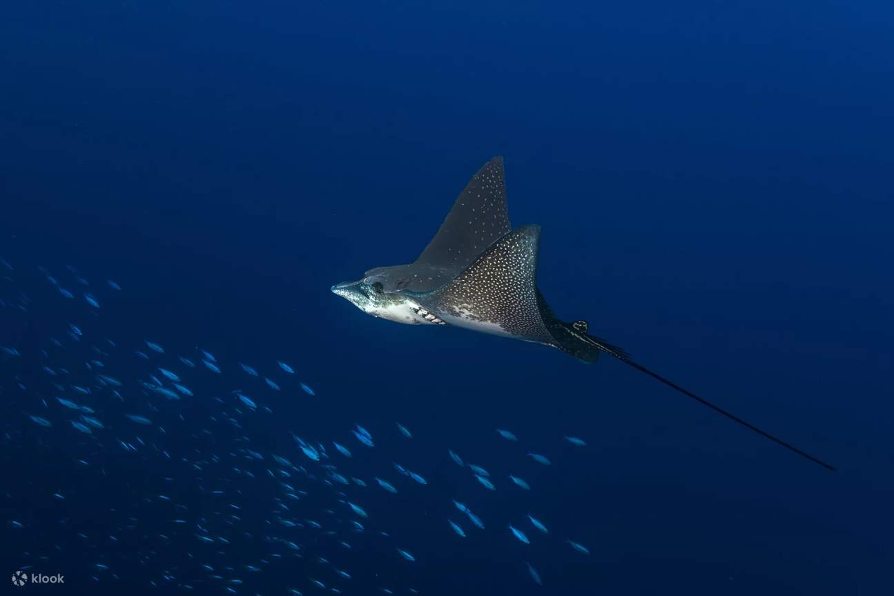 Begegne den prächtigen Adlerrochen, die anmutig durch das azurblaue Wasser von Cauayan gleiten und deinem Taucherlebnis einen Hauch von Wunder verleihen.