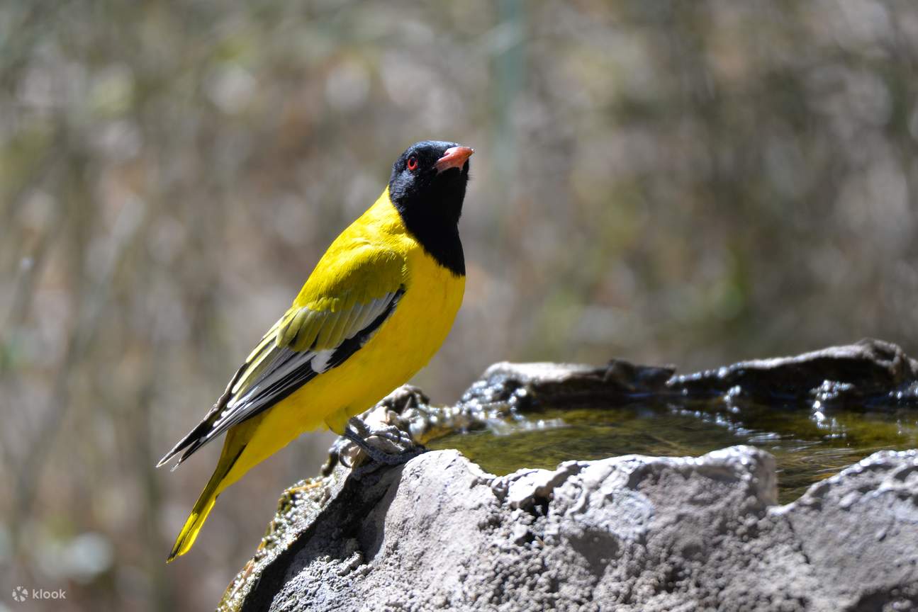 India bird watching, Goa bird watching tour, bird watching trip