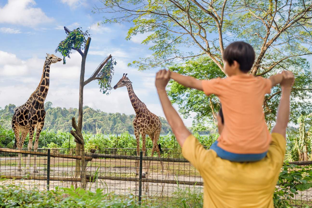 a kid and father playing with the giraffes