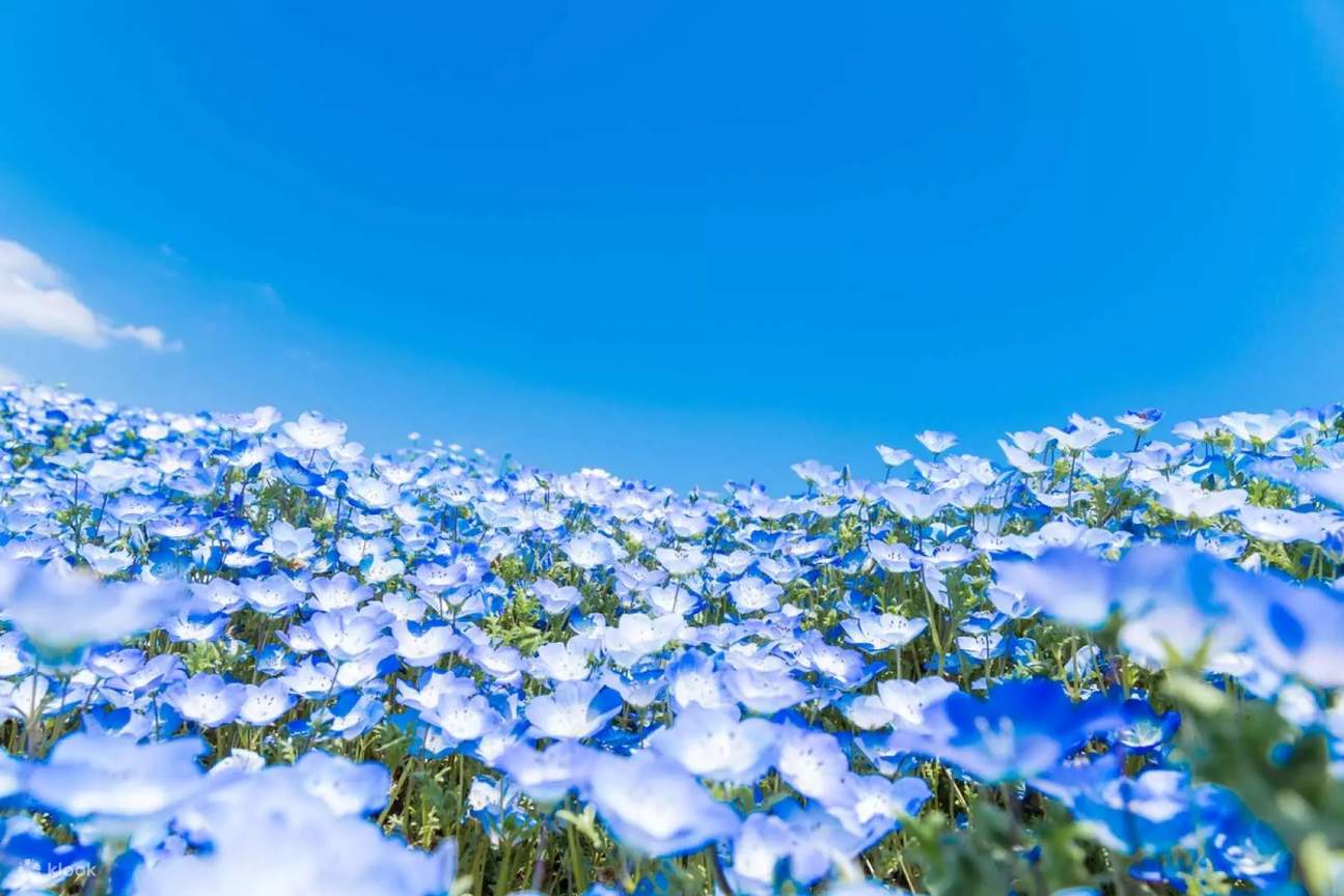 東京近郊の花畑日帰りツアー】あしかがフラワーパークの藤の花・ひたち