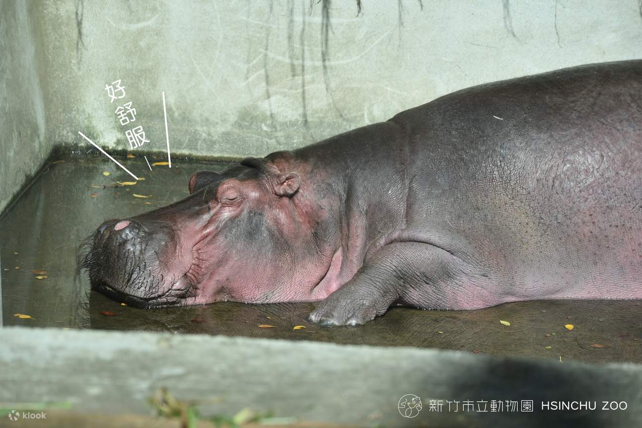 Zoológico Municipal de Hsinchu