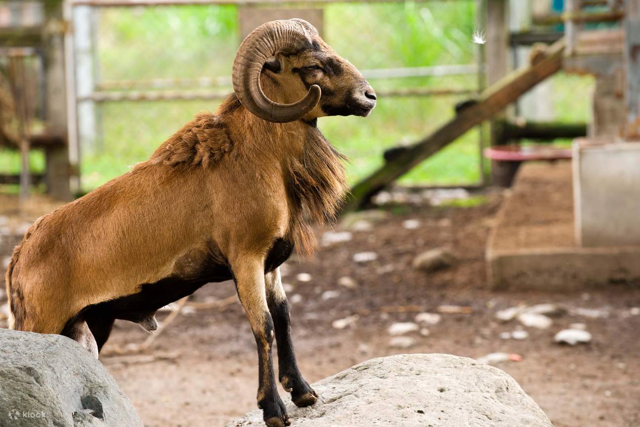 Shin Kong Chao Feng Ranch