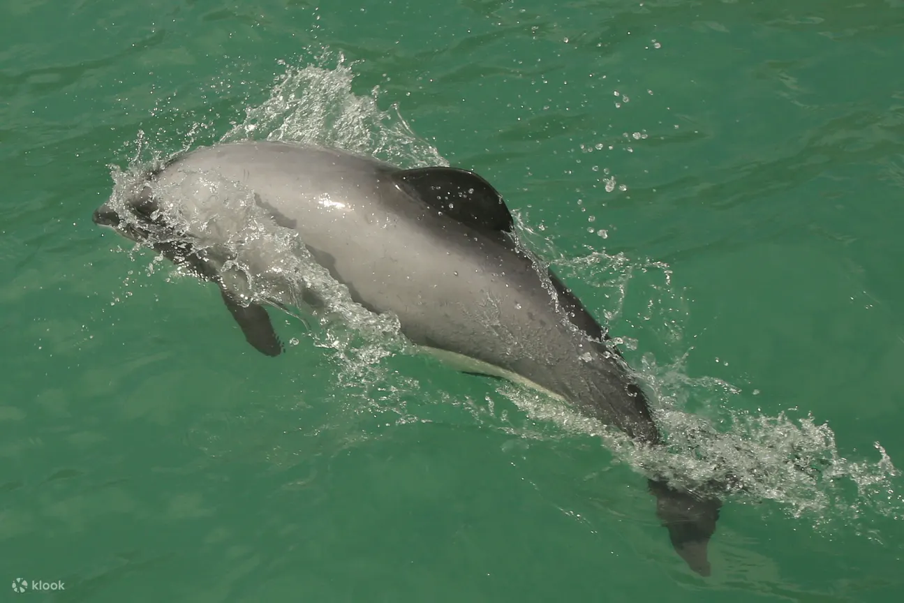 Dolphins
