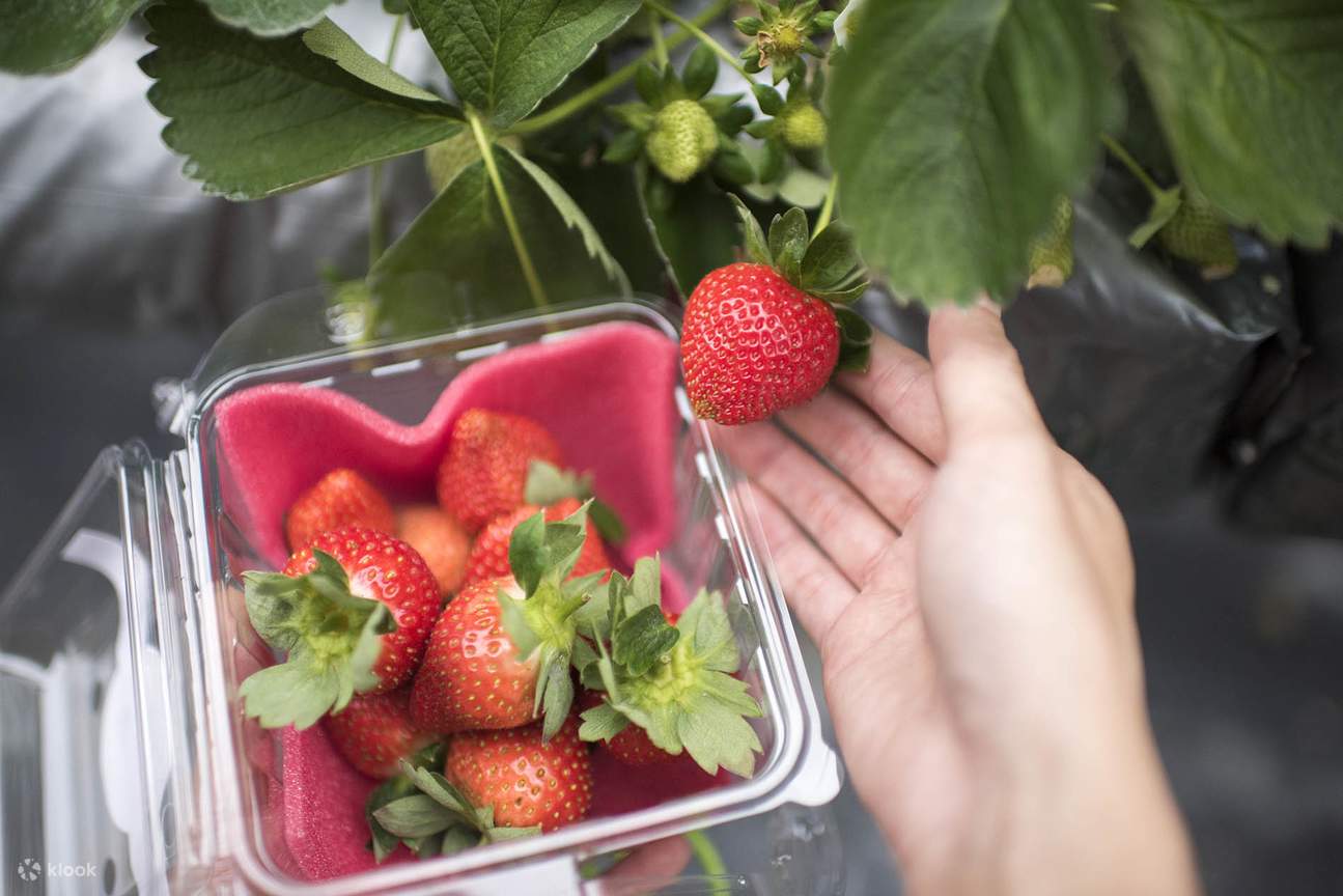 台一生態休閒農場でのフルーツ狩り