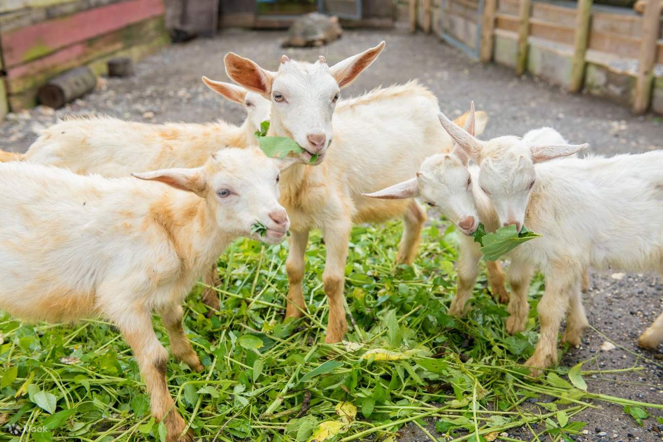 Okinawa Southeast Botanical Gardens ETickets Klook