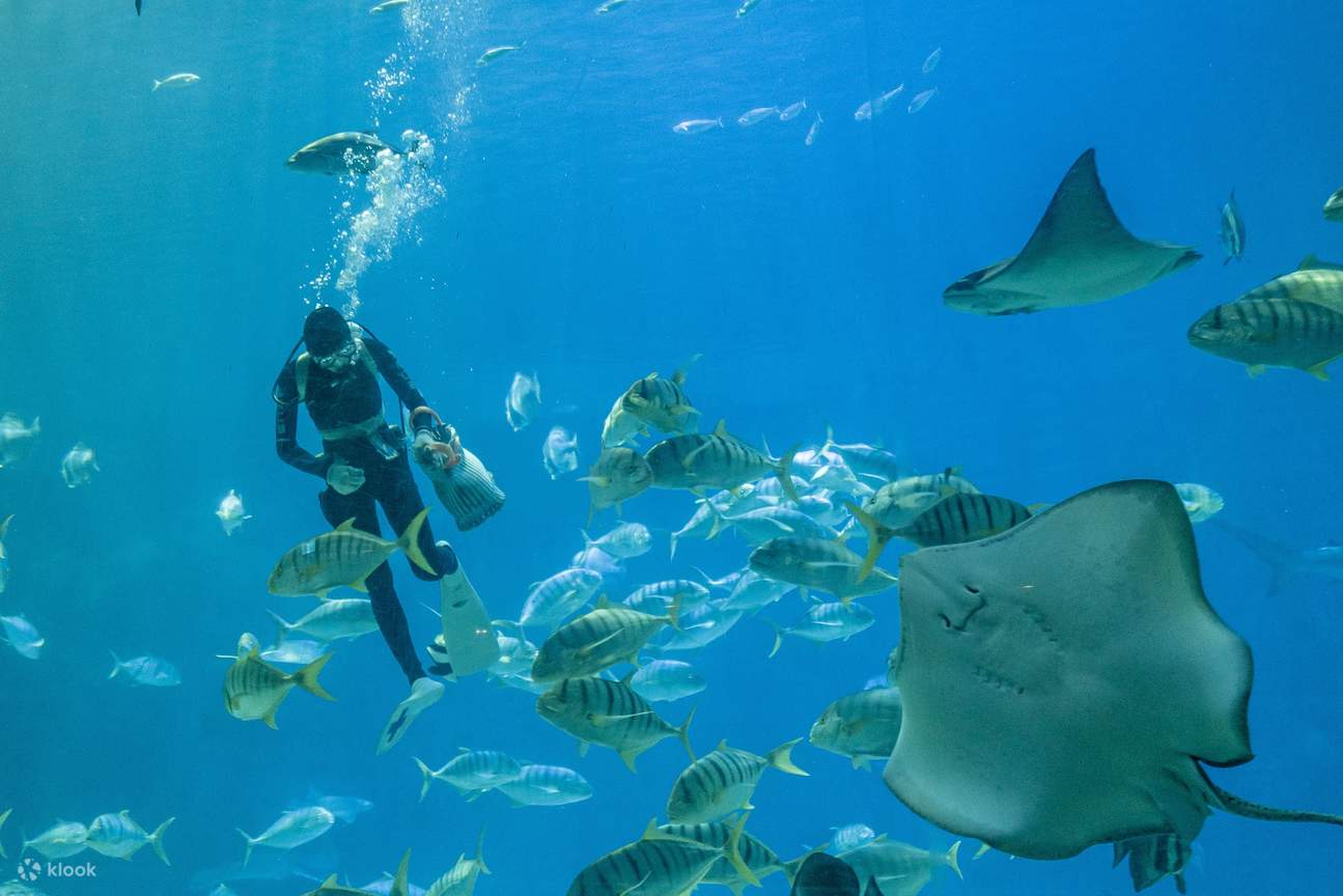 夜の水族館にお泊まり