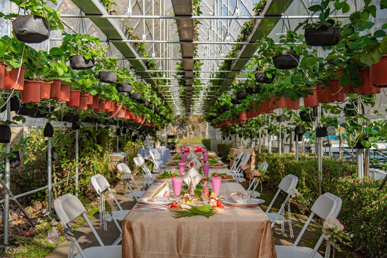 Banchetto Romantico di Fragole nella Foresta
