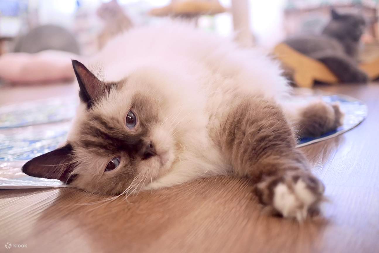 Namaoste猫伽.香港观塘猫cafe.猫咪共享空间